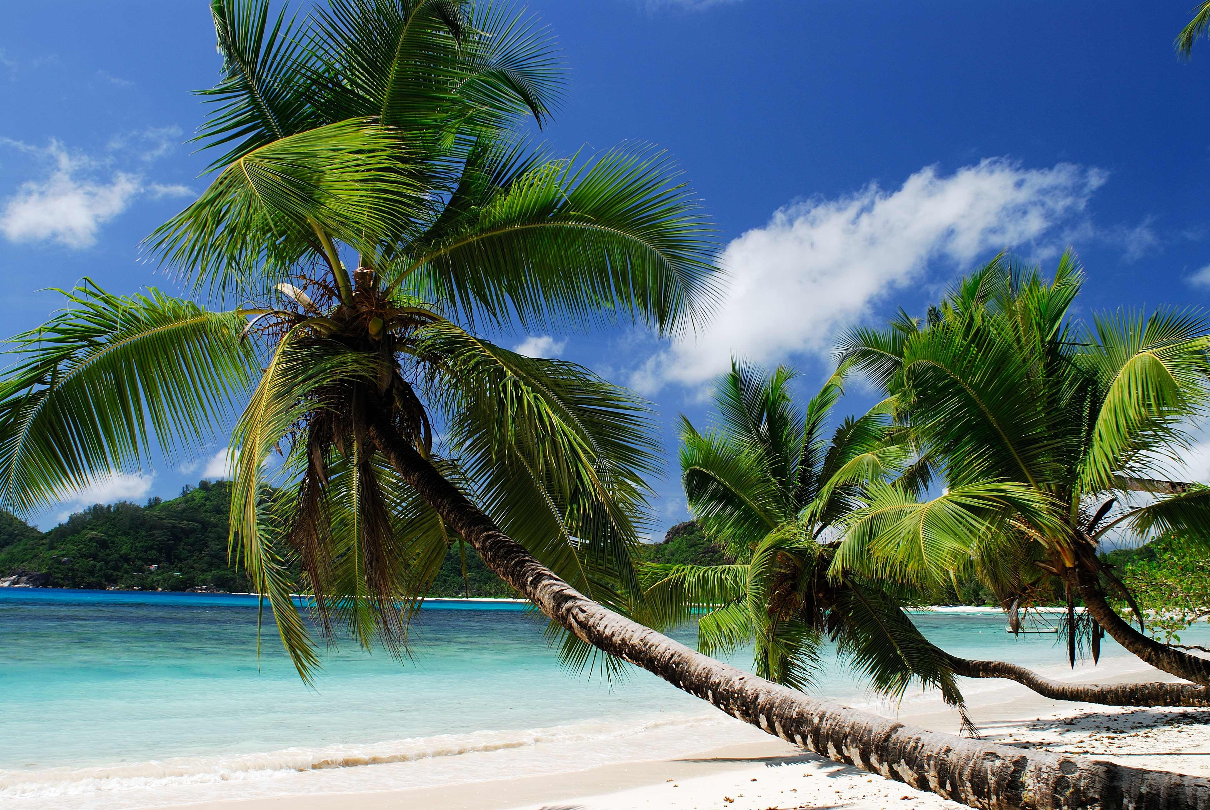 Coconut tree and sea shore during day time HD wallpaper | Wallpaper Flare